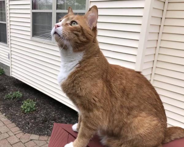 /Images/uploads/Cat Welfare Association/catwelfare2019calendarcontest/entries/6914thumb.jpg